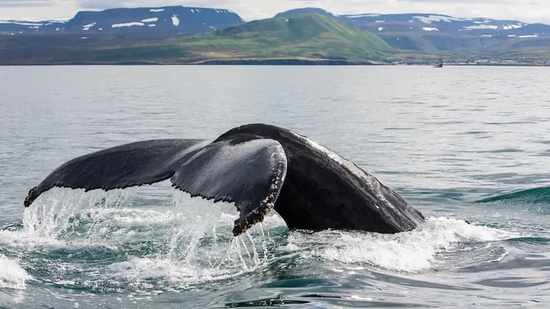 Buckelwal taucht vor Island mit seiner Schwanzflosse ins Meer ein, umgeben von Bergen und ruhiger Küstenlandschaft.