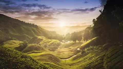 Was Sie auf Ihrer Rundreise durch Malaysia unbedingt besuchen sollten: die Teeplantagen!