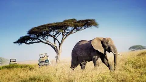 Auf Ihrer Tansaniareise kommen Sie auch in den Tarangire-Nationalpark. In dieser Gegend sind weniger Touristen unterwegs, dafür umso mehr Dickhäuter: Tarangire hat eine besonders große Population von Elefanten!