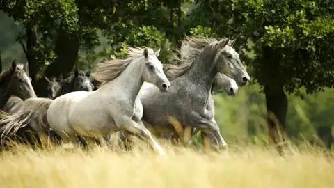 Auf unserer Maro Polo Top Preis Reise nach Slowenien übernachten wir in der Heimat der berühmten Lipizzanerpferde, am Gestüt in Lipica.